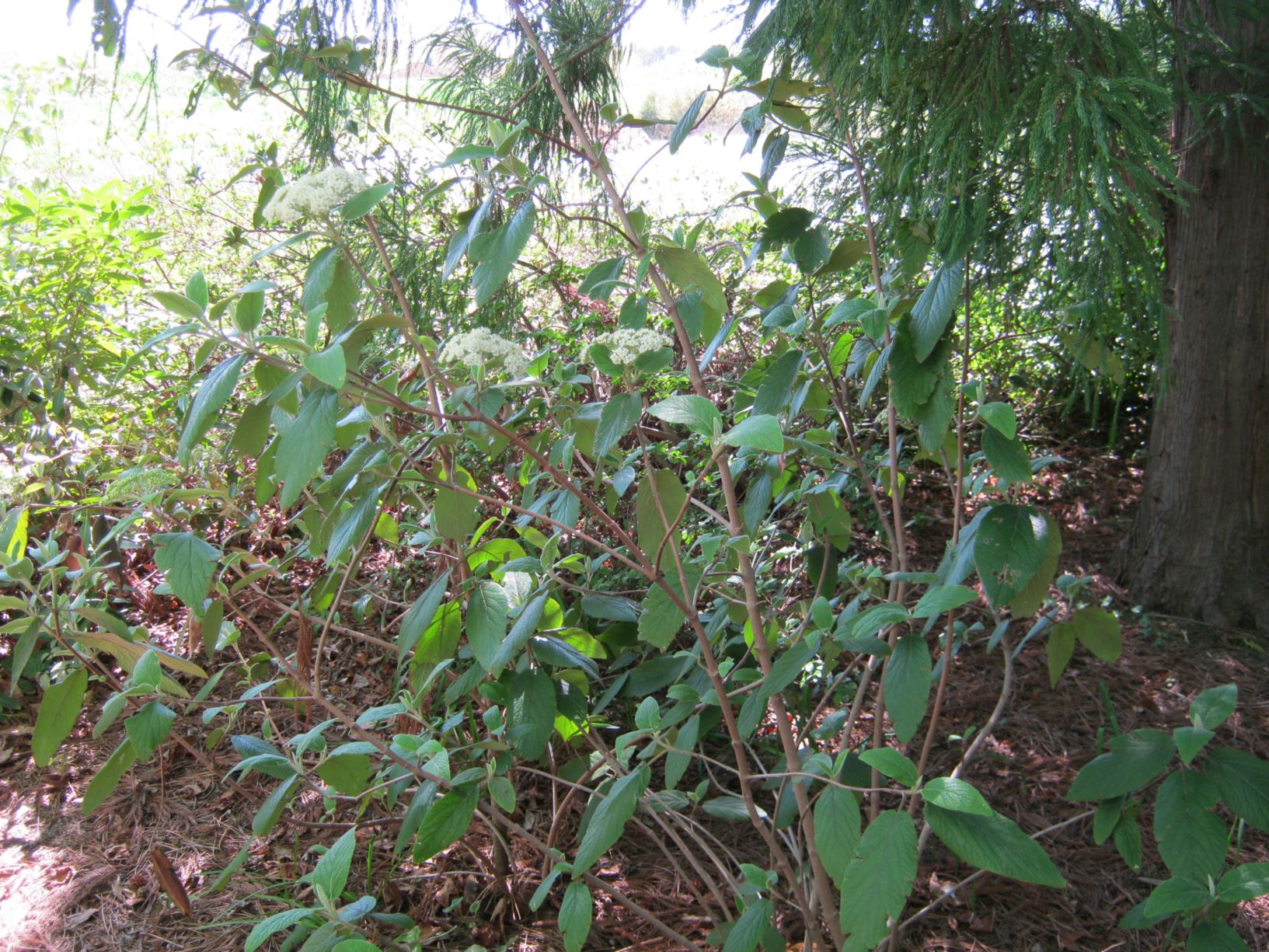 Viburnum × rhytidophylloides 'Willow Wood' - lantanaphyllum viburnum