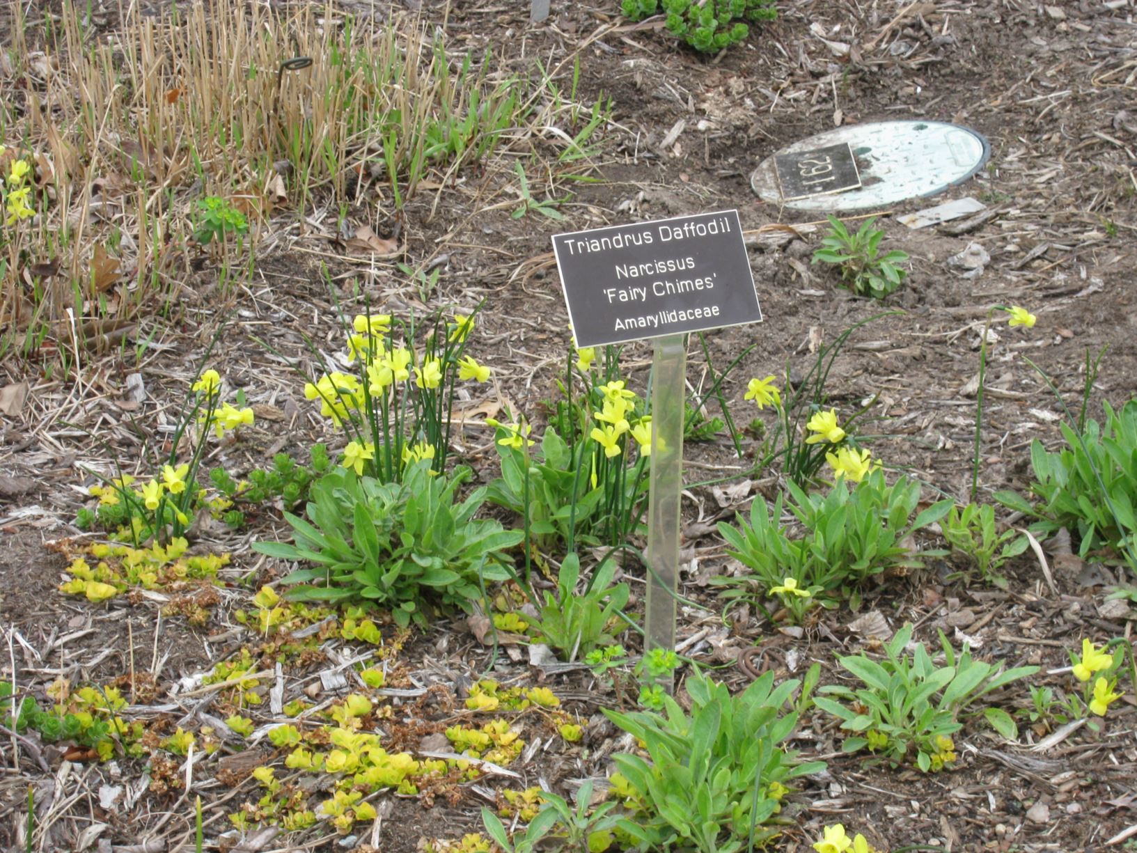 Narcissus 'Fairy Chimes' - triandrus daffodil