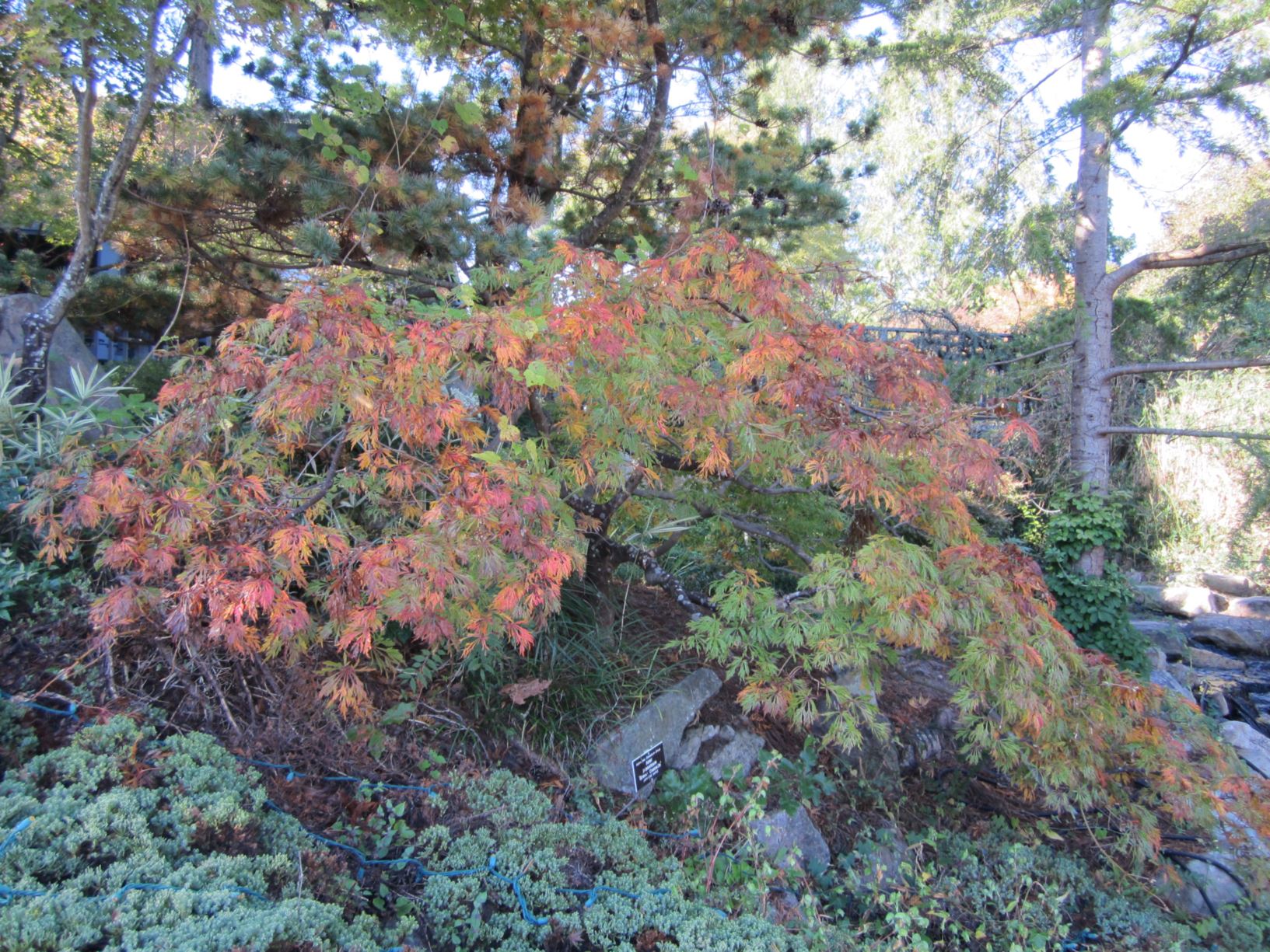 Acer japonicum 'Green Cascade' - fullmoon maple
