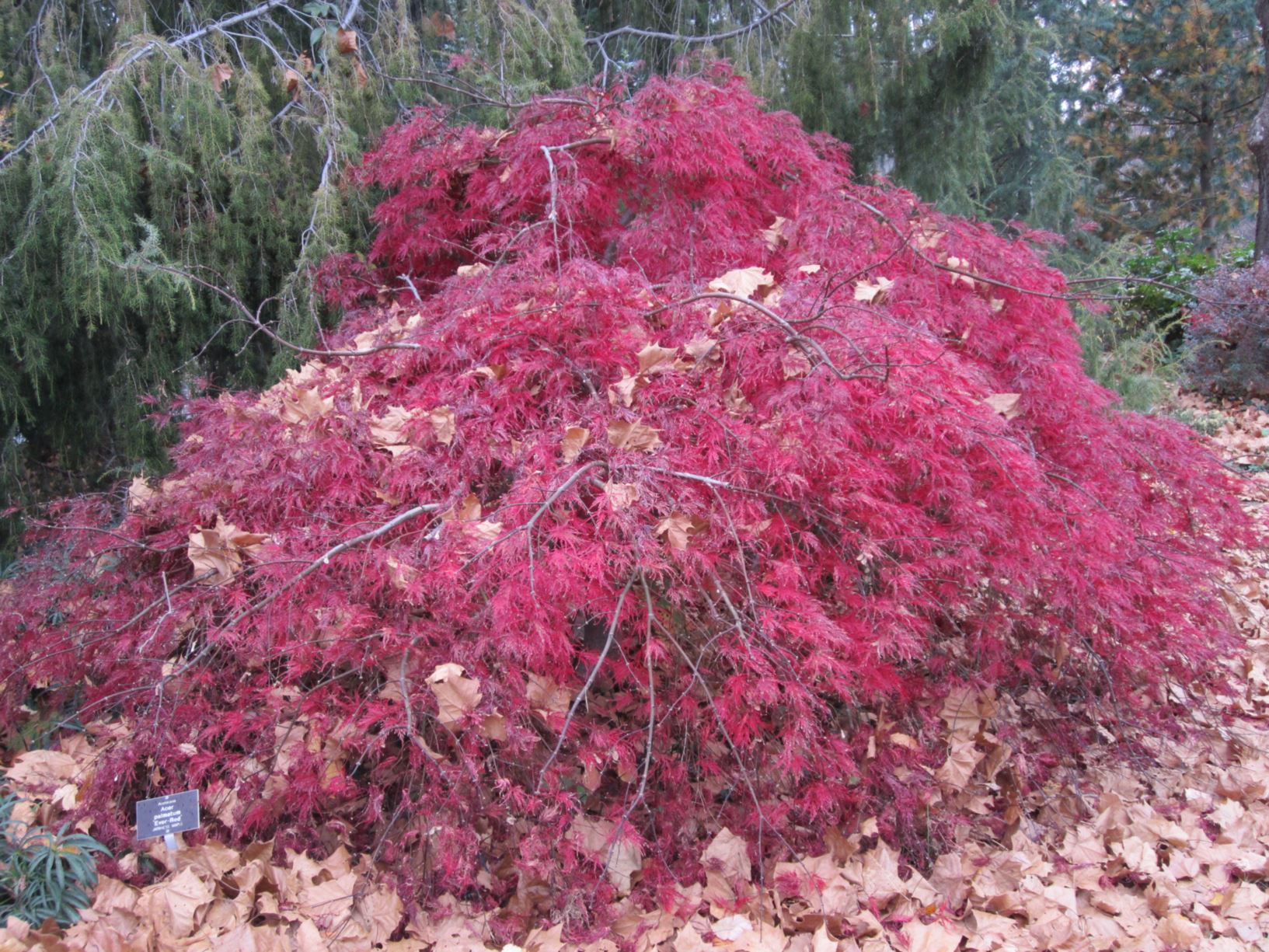 Acer palmatum 'Ever Red' - Japanese maple