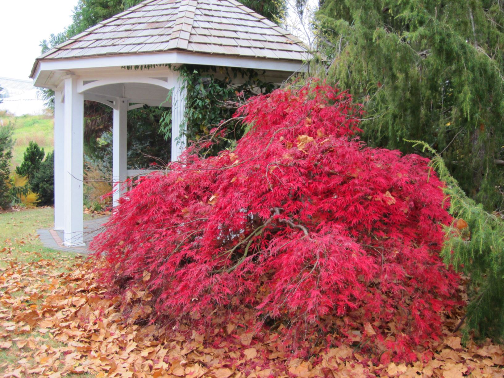 ever red japanese maple