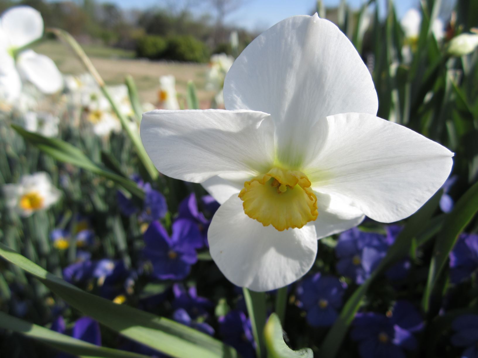Narcissus 'Fragrant Rose' - large-cupped daffodil