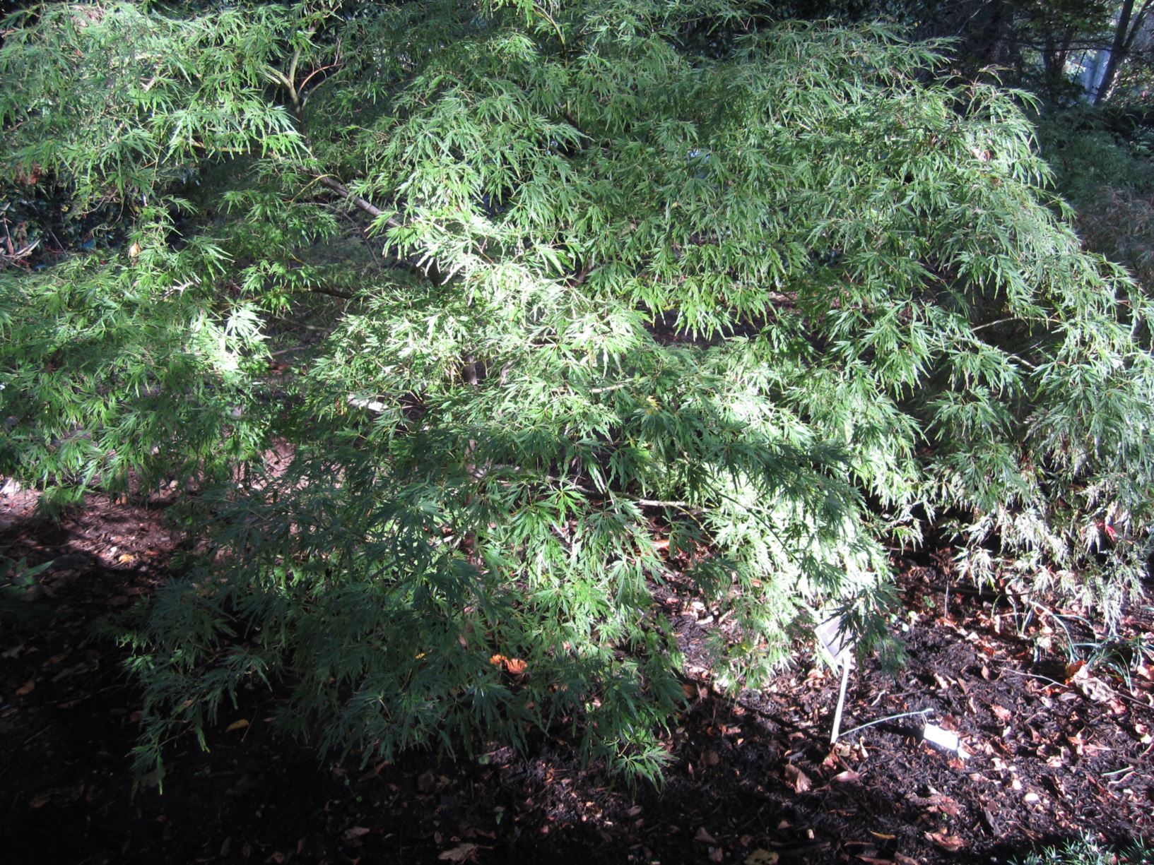 Acer palmatum 'Green Mist' - Japanese maple