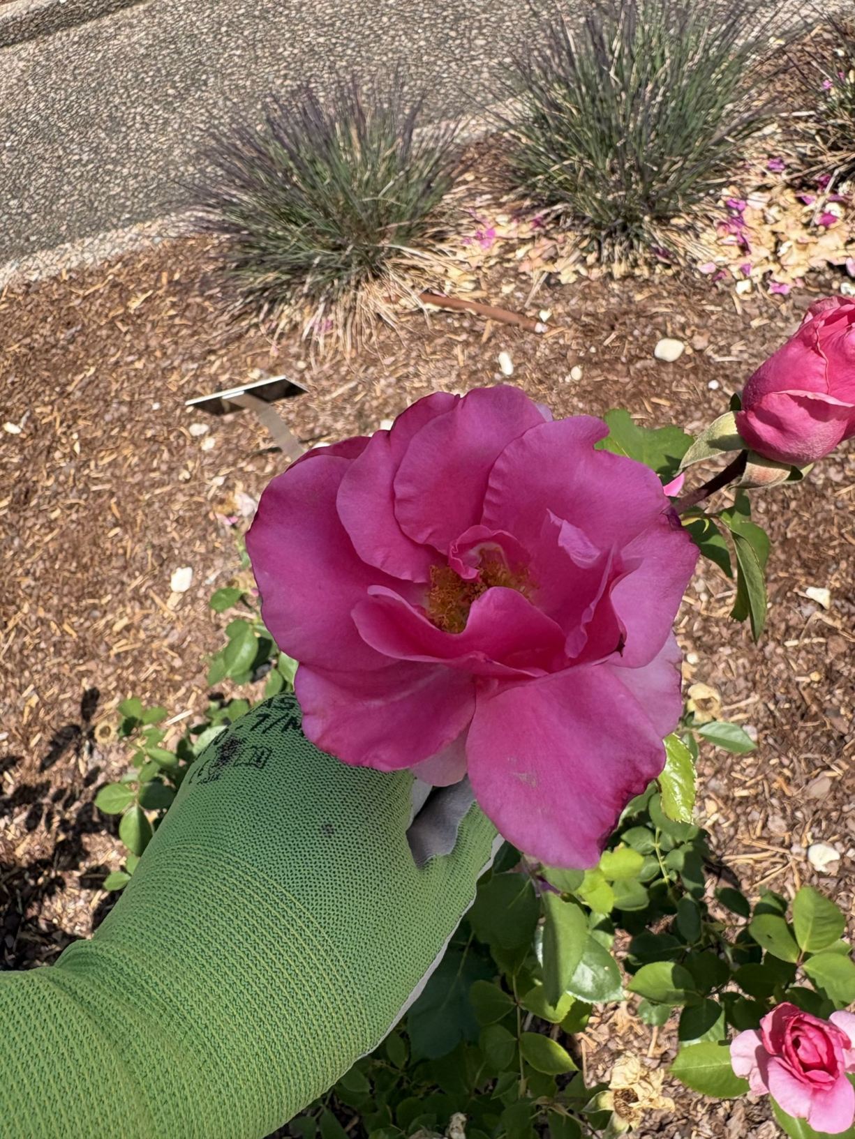 Rosa 'Earth Song' - modern shrub rose