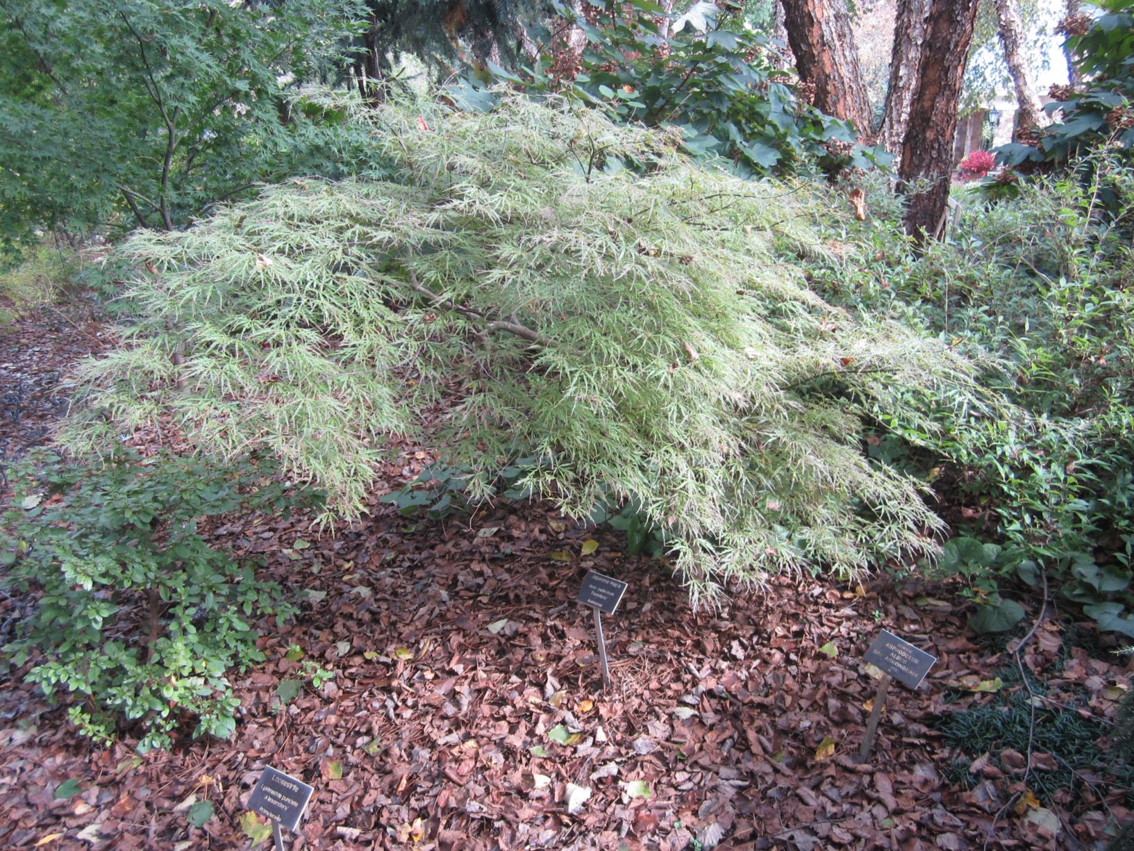 Acer palmatum 'Raraflora' - Japanese maple