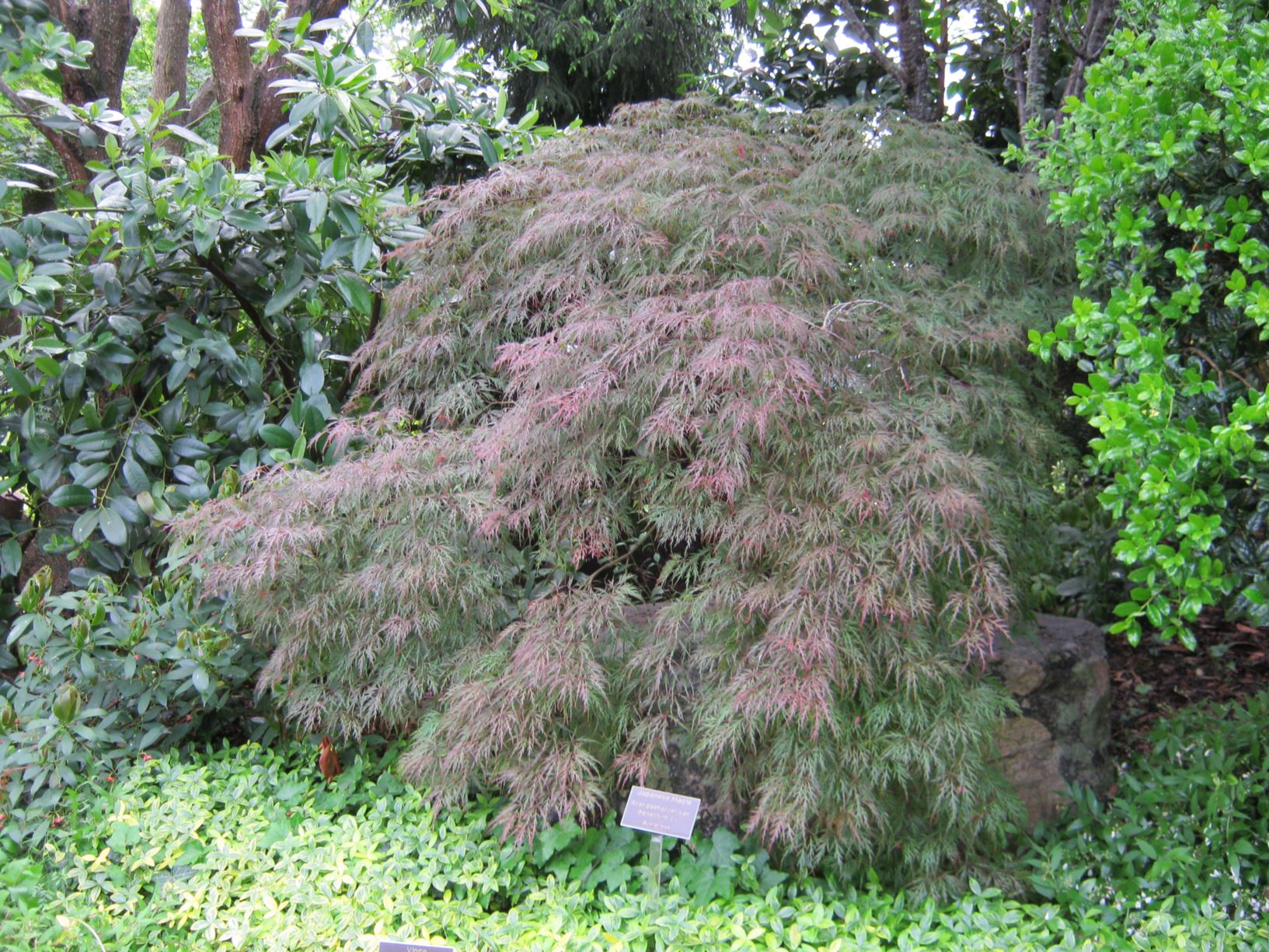 Acer palmatum var. dissectum 'Cv.' - Japanese maple
