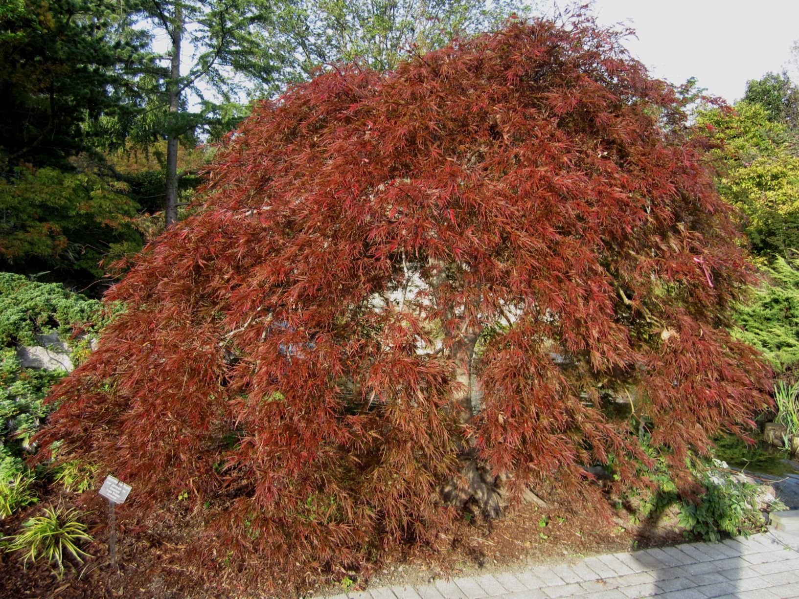 Acer palmatum var. dissectum 'Inaba Shidare' - Japanese red maple