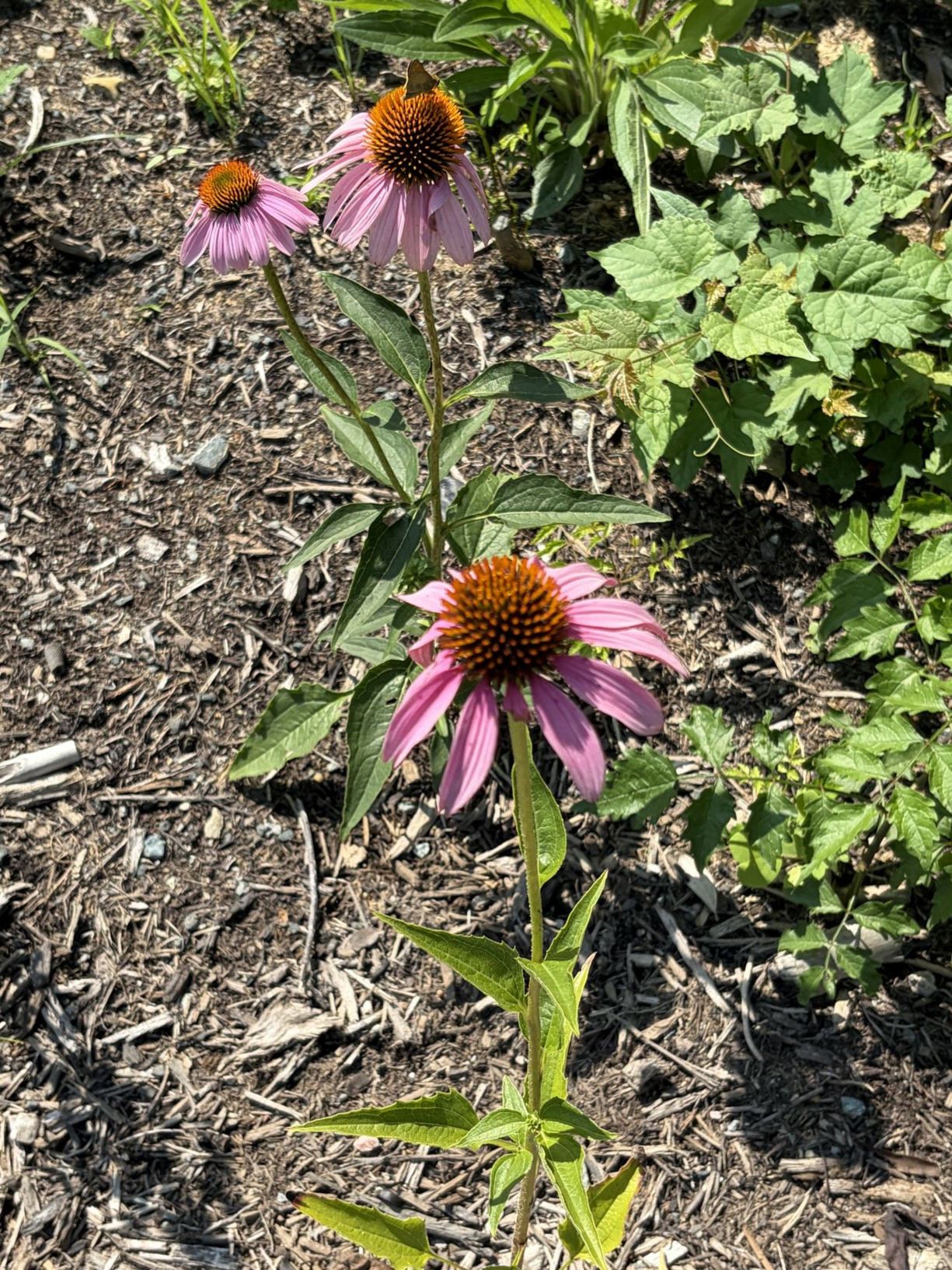 Echinacea purpurea - purple coneflower