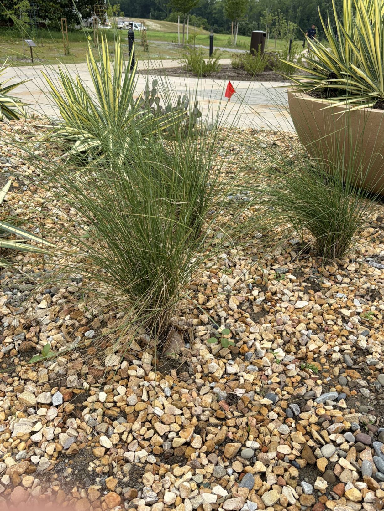 Muhlenbergia capillaris - pink muhlygrass