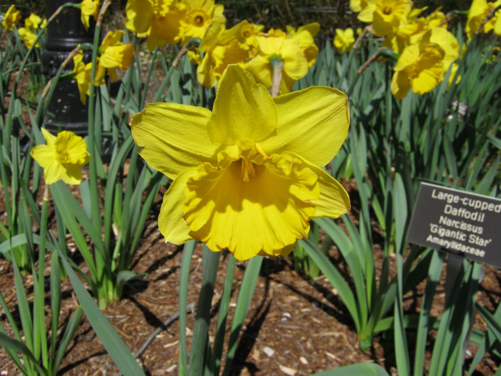 Narcissus 'Gigantic Star' - large-cupped daffodil