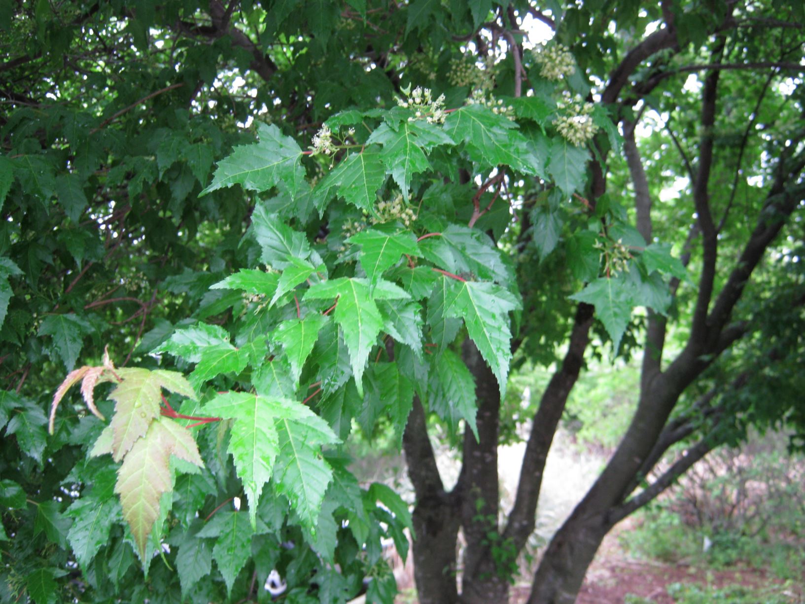 Acer tataricum subsp. ginnala 'Flame' - Amur maple