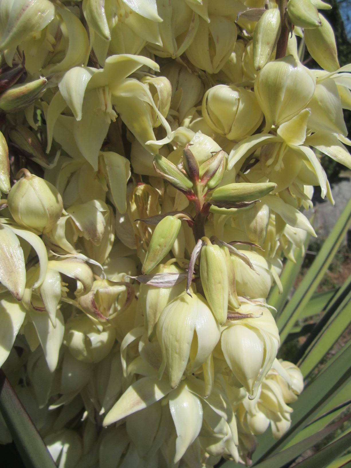 Yucca Torreyi - Torrey's Yucca | Lewis Ginter Botanical Garden ...