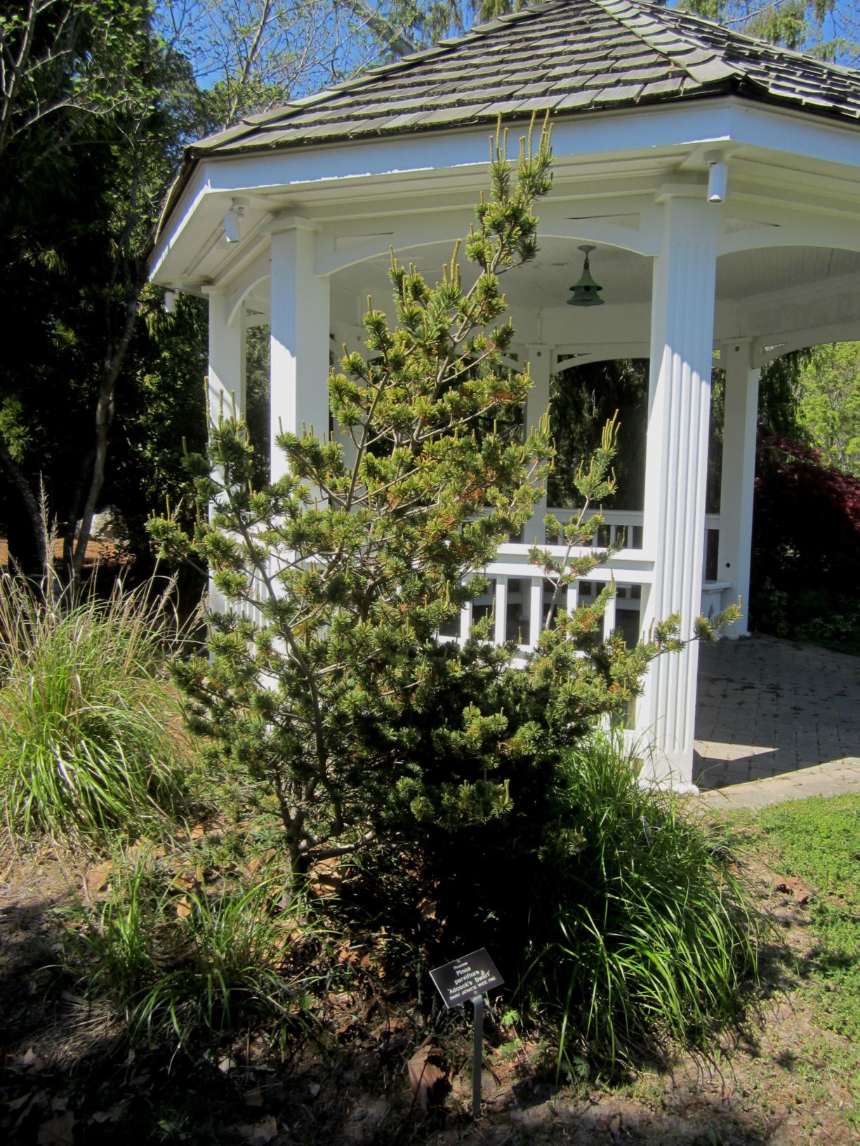 Pinus parviflora 'Adock's Dwarf' Japanese white pine Lewis Ginter