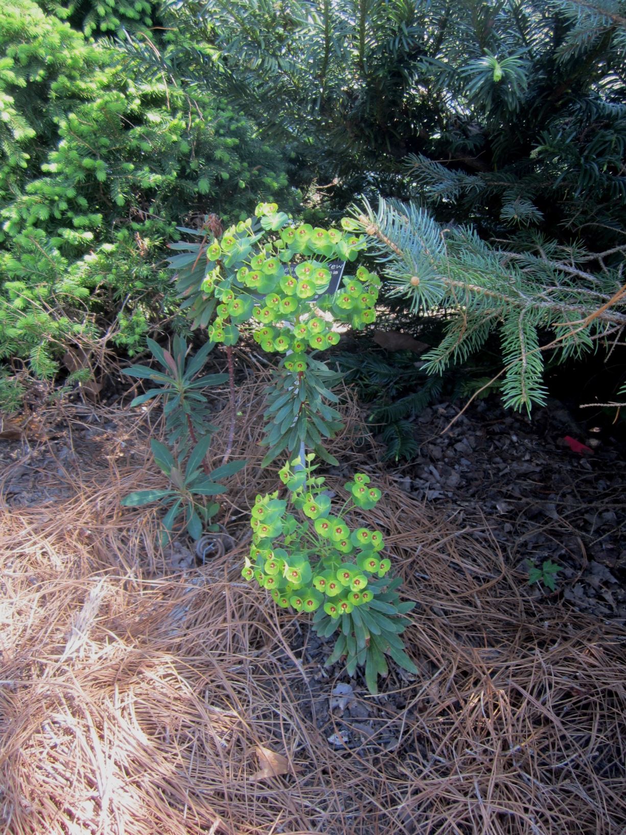Euphorbia × martinii 'Tiny Tim' - spurge