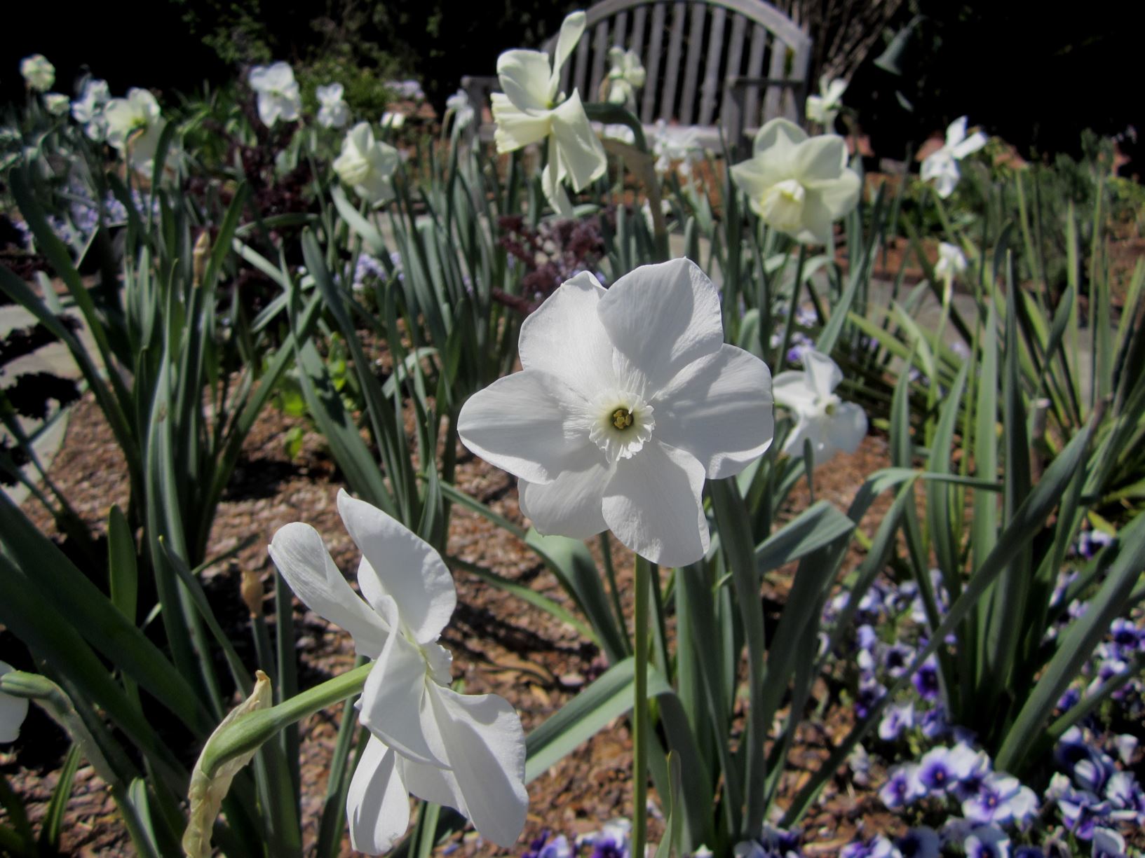 Narcissus 'Xit' - small-cupped daffodil