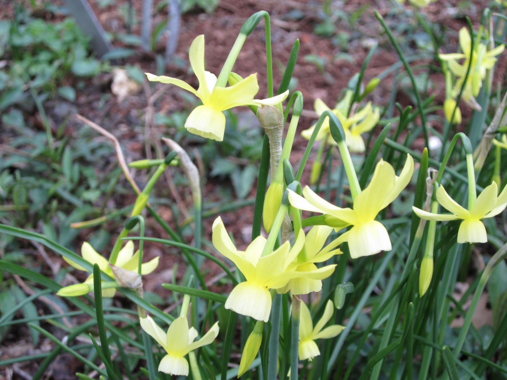 Narcissus 'Hawera' - triandrus daffodil