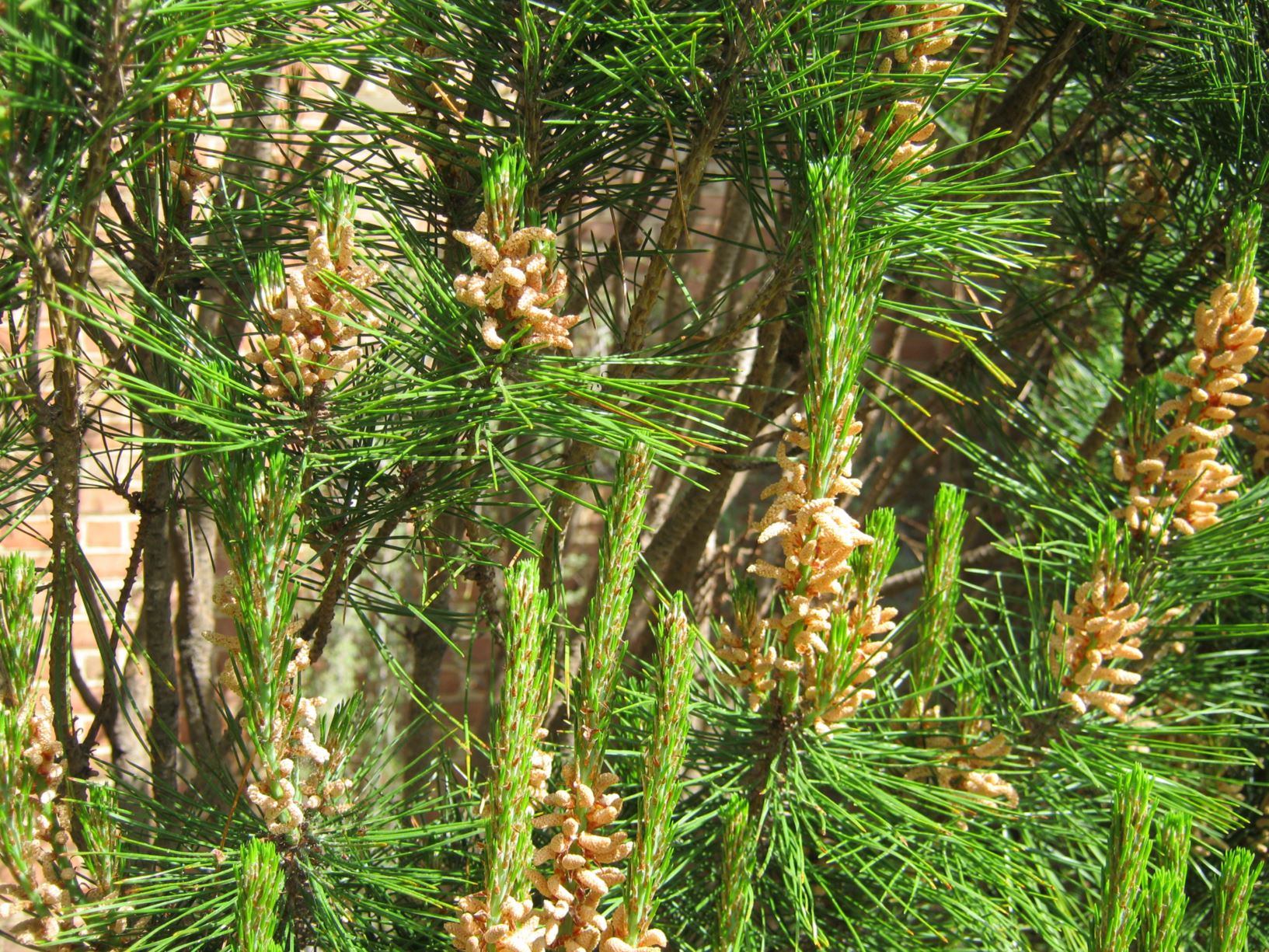 Pinus densiflora 'Little Christopher' - Japanese red pine