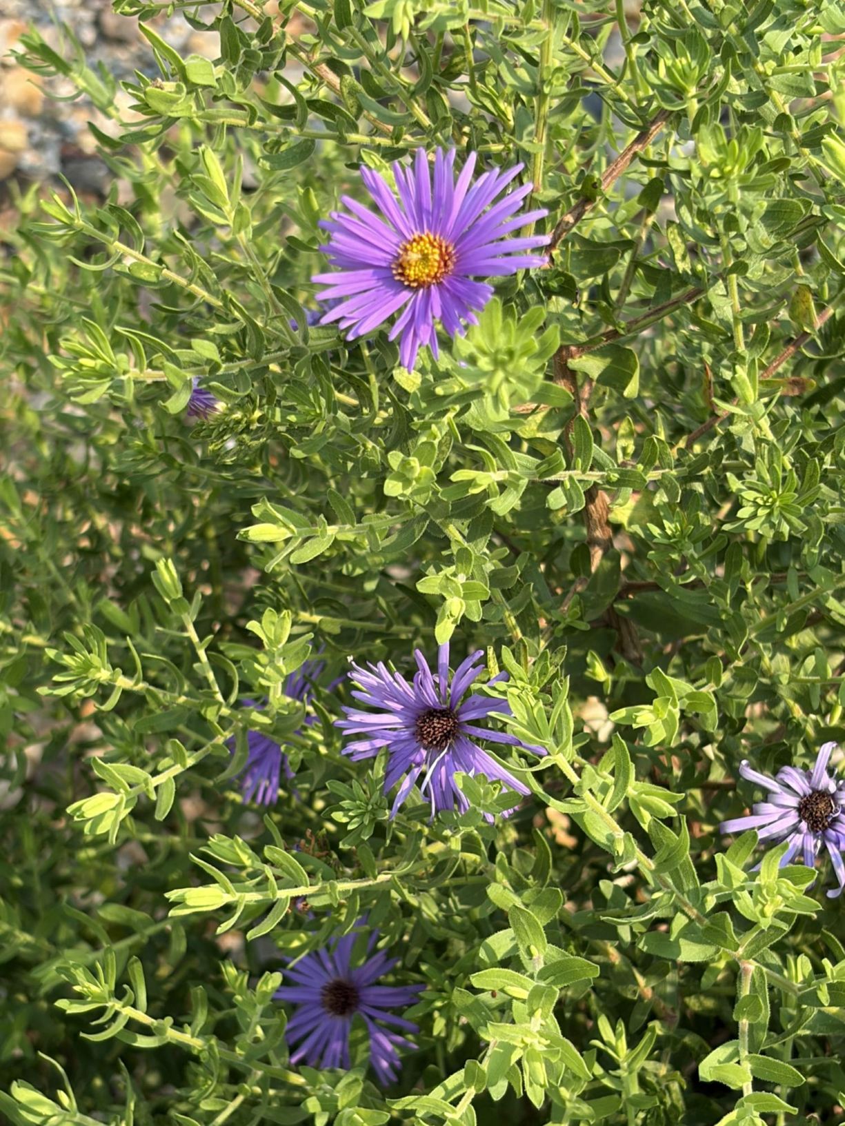 Symphyotrichum oblongifolium 'Raydon's Favorite' - aromatic aster