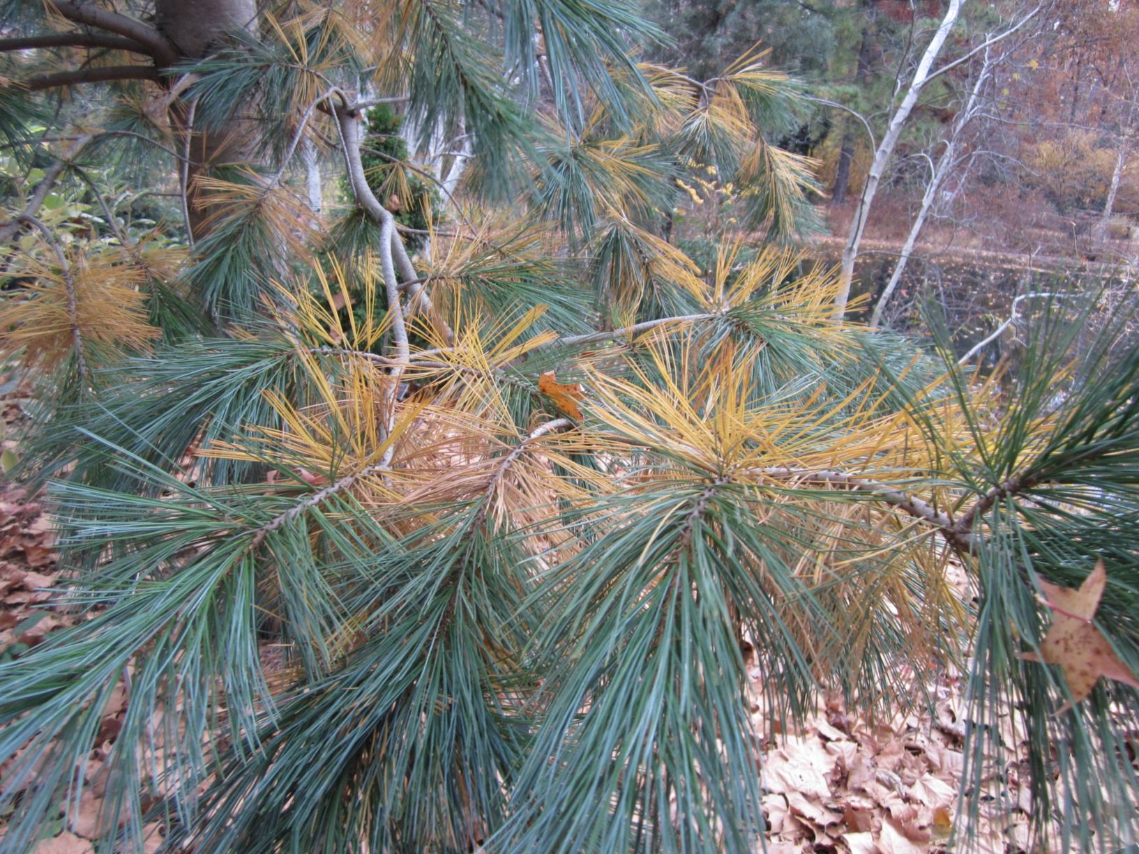 Pinus flexilis 'Vanderwolf's Pyramid' - limber pine