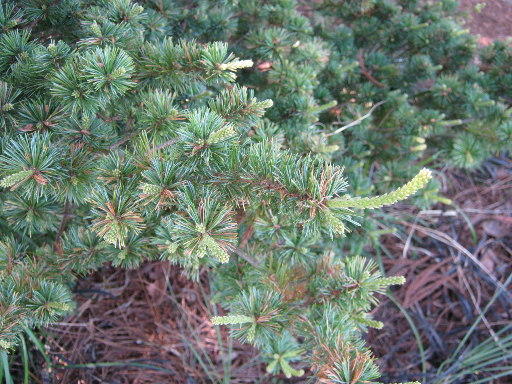 Pinus parviflora 'Adock's Dwarf' - Japanese white pine