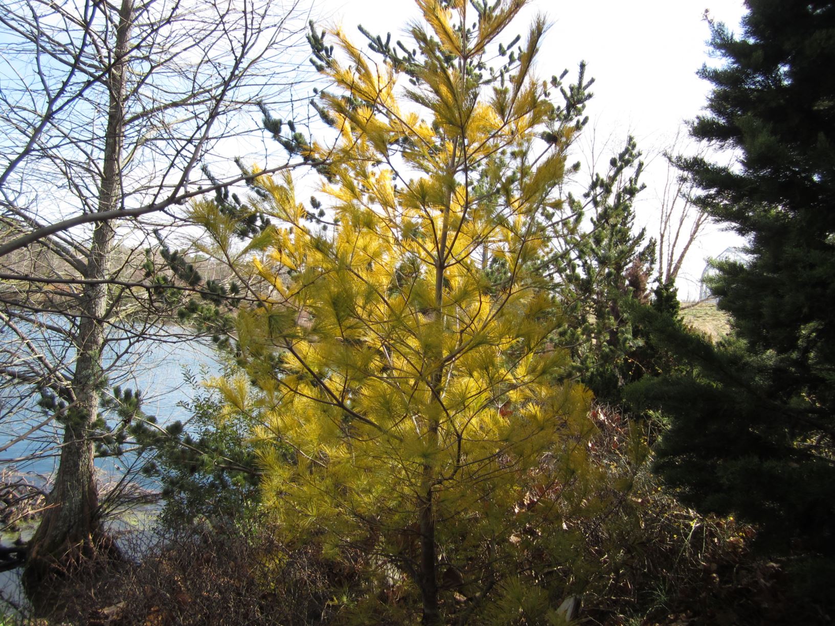 Pinus strobus 'Hillside Winter Gold' - eastern white pine