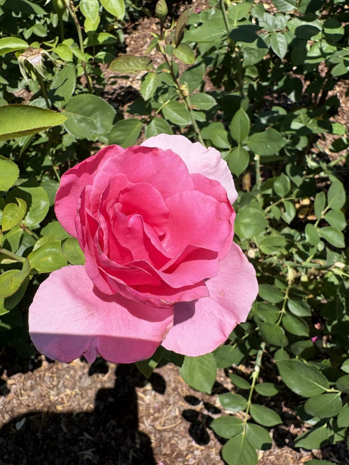 Rosa 'Earth Song' - modern shrub rose