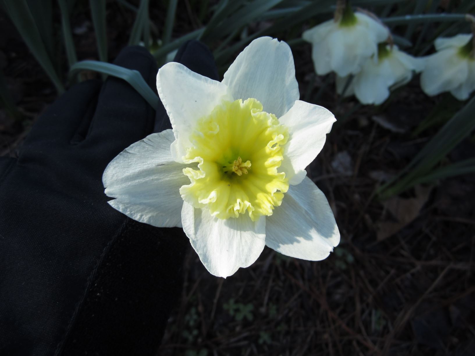 Narcissus 'Ice Follies' - large-cupped daffodil