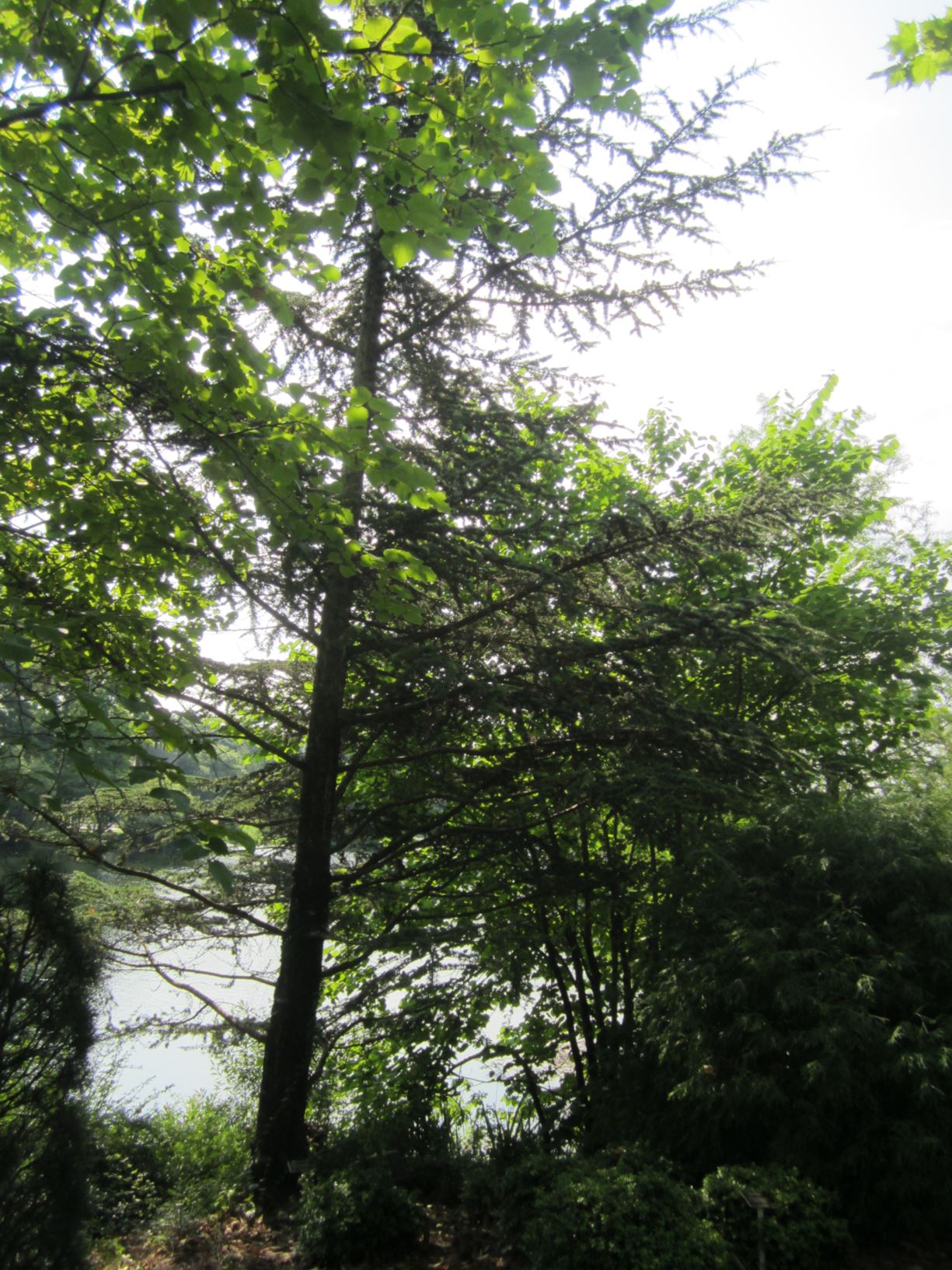 Cedrus libani subsp. brevifolia - Cypriot cedar
