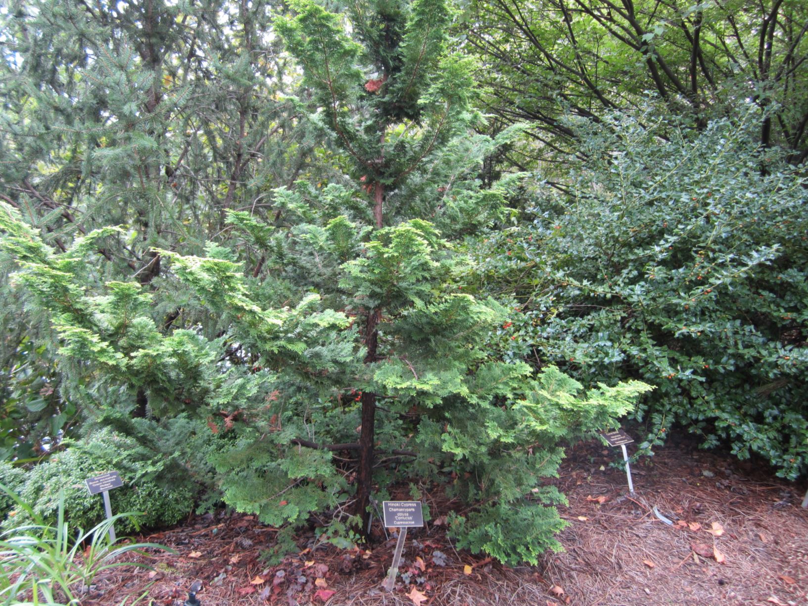 Chamaecyparis obtusa 'Confucius' - Hinoki cypress