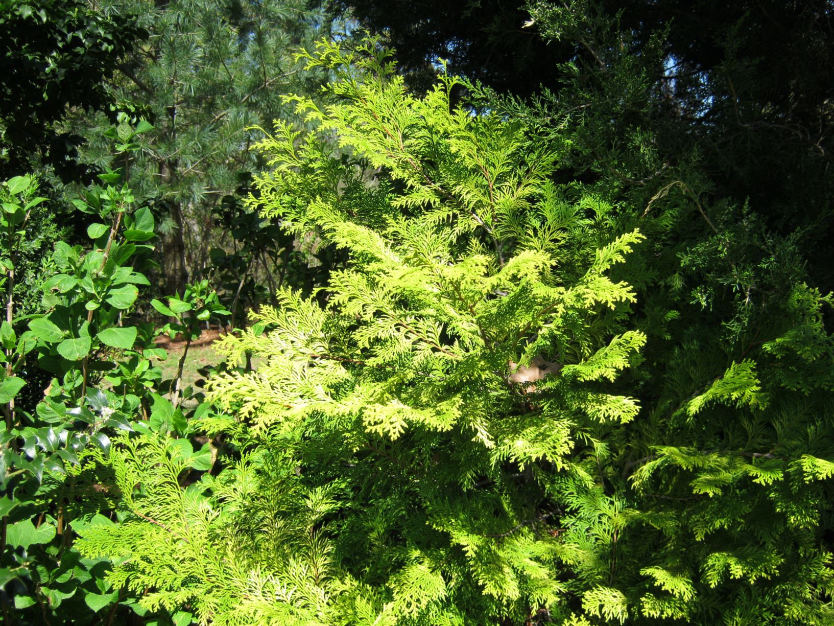 Chamaecyparis obtusa 'Elmwood Gold' - hinoki cypress