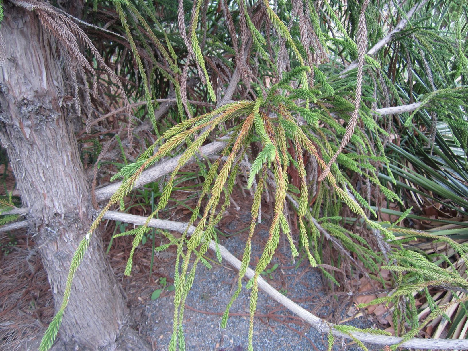 Cryptomeria japonica 'Araucarioides' - Japanese Cedar