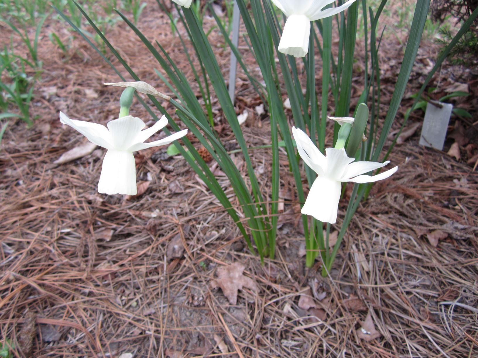 Narcissus 'Ice Wings' - triandrus daffodil