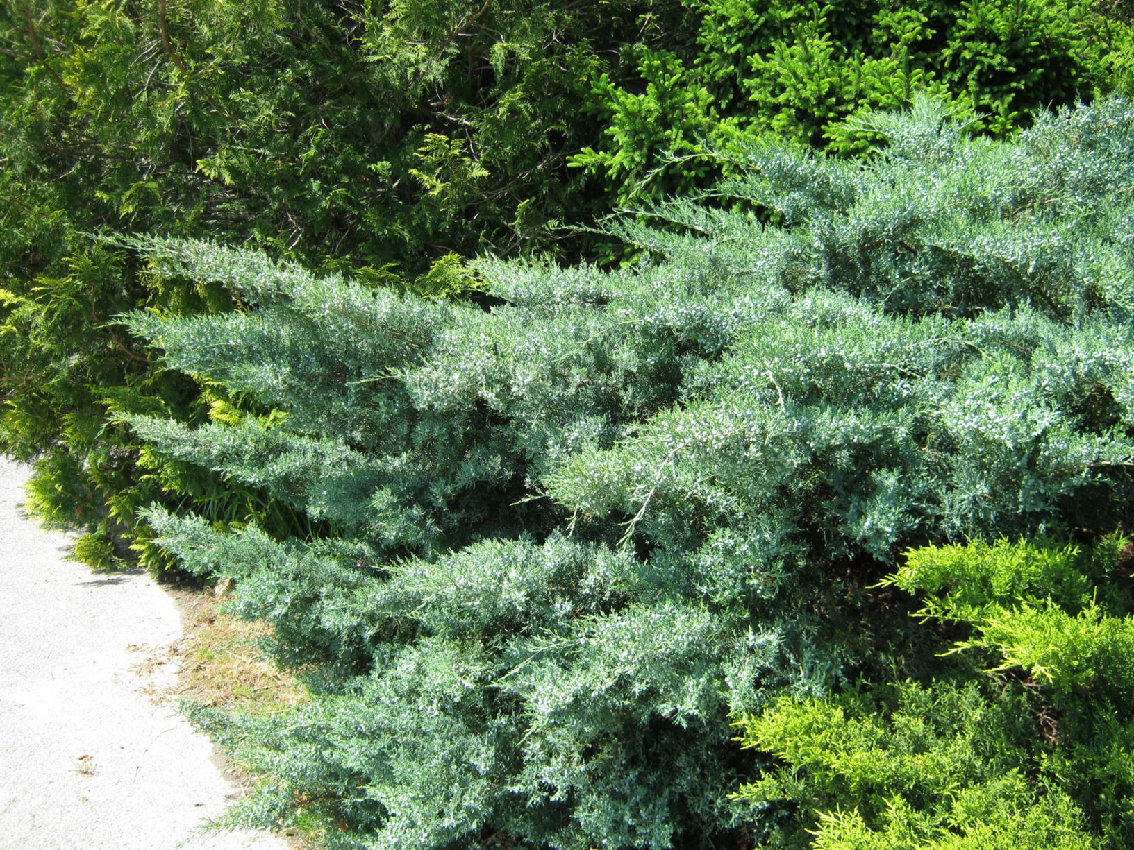 Juniperus virginiana 'Grey Owl' - eastern red cedar