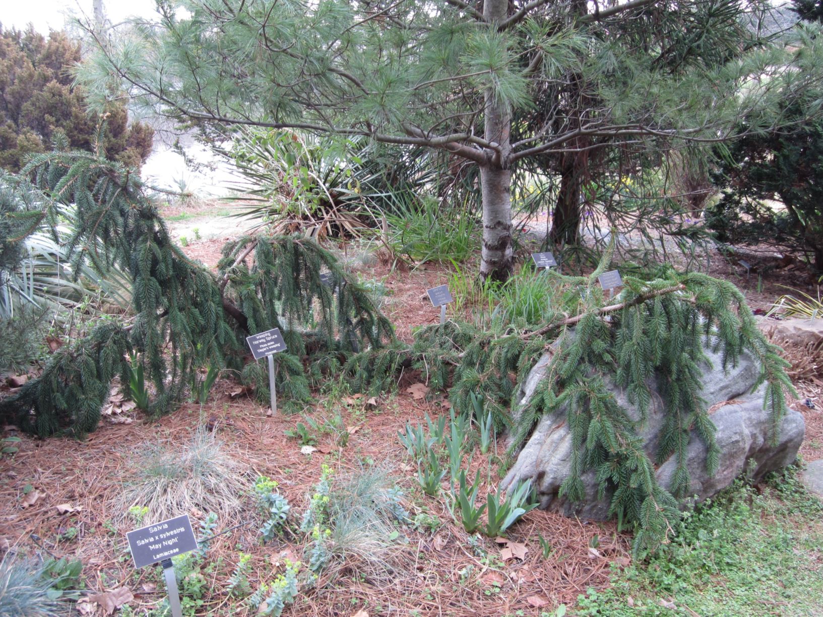 Picea abies 'Ziegler's Weeping' - weeping Norway spruce