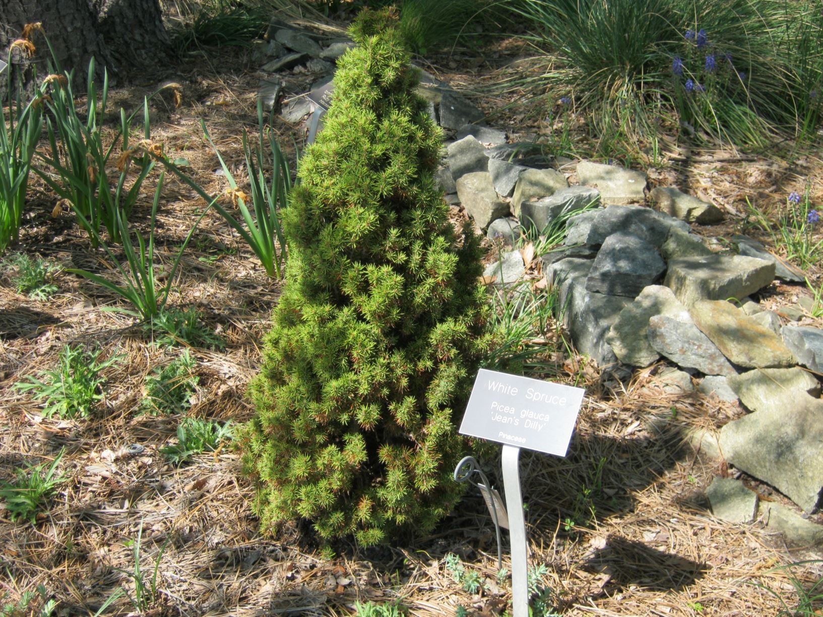 Picea glauca 'Jean's Dilly' - white spruce