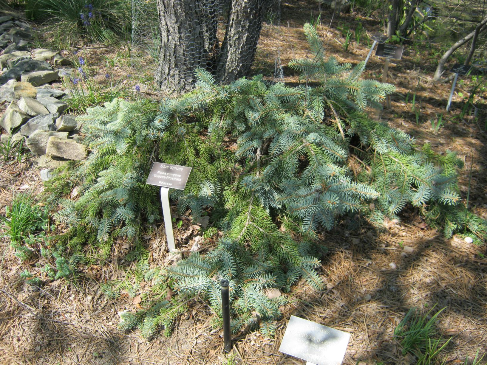 Picea pungens 'Glauca Prostrata' - blue spruce