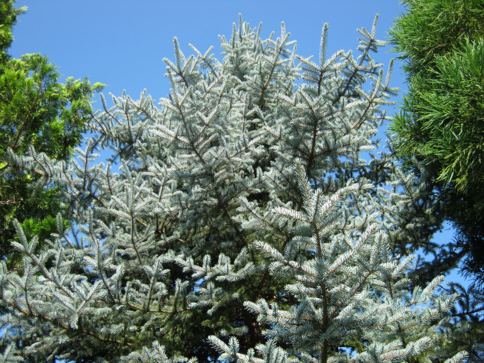 Picea pungens 'Mrs. Cesarini' - Colorado spruce