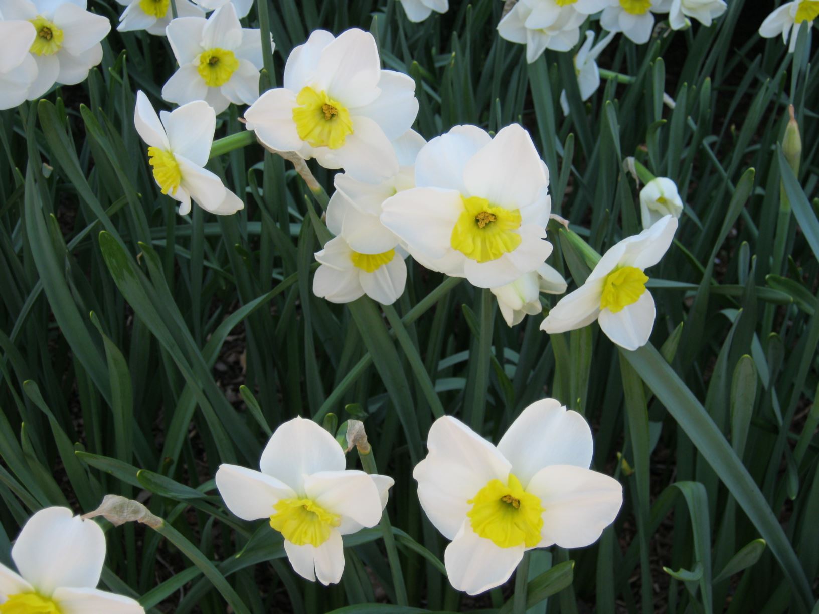 Narcissus 'Jamestown' - small-cupped daffodil