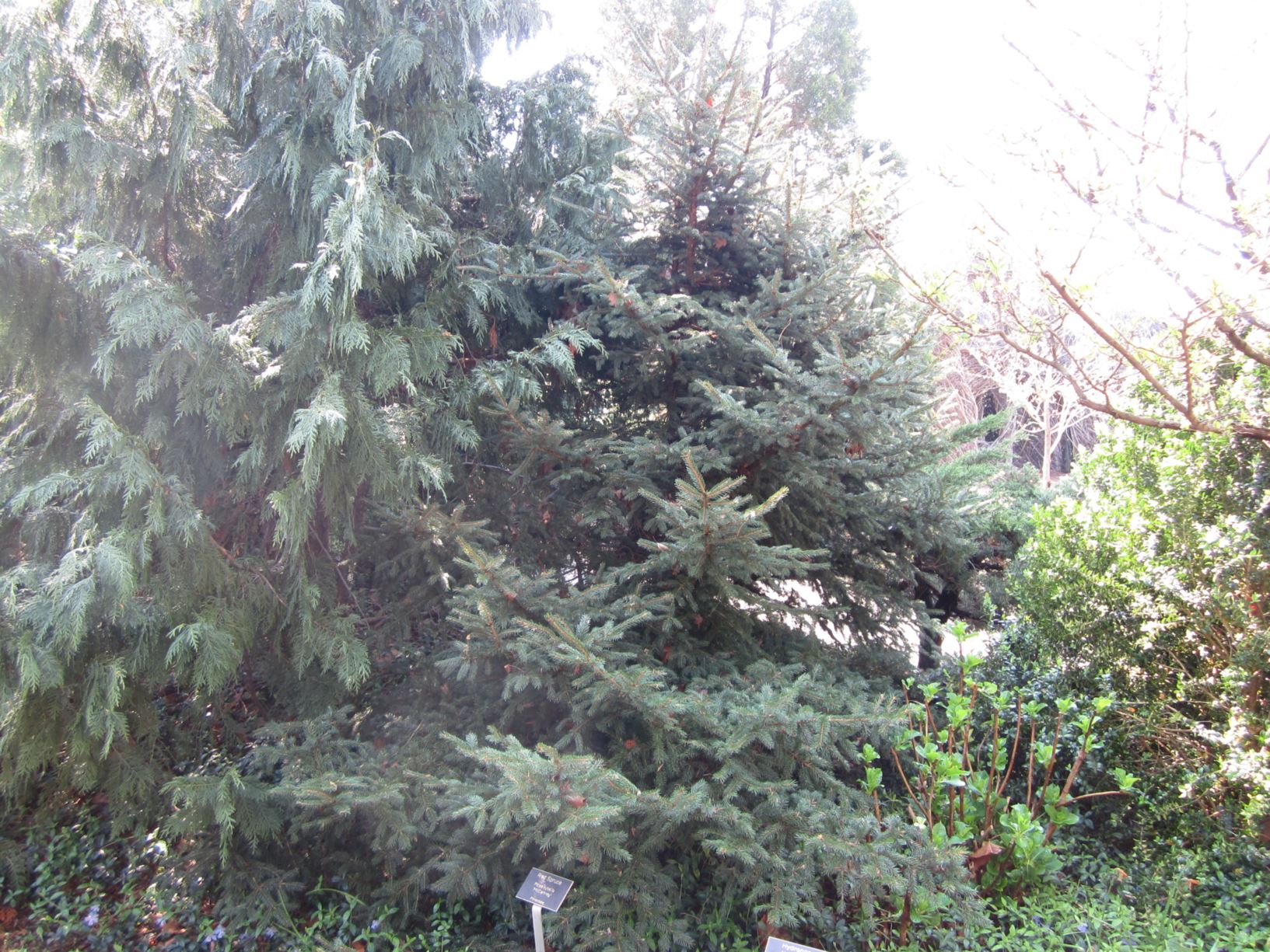 Picea rubens 'McCartney' - red spruce