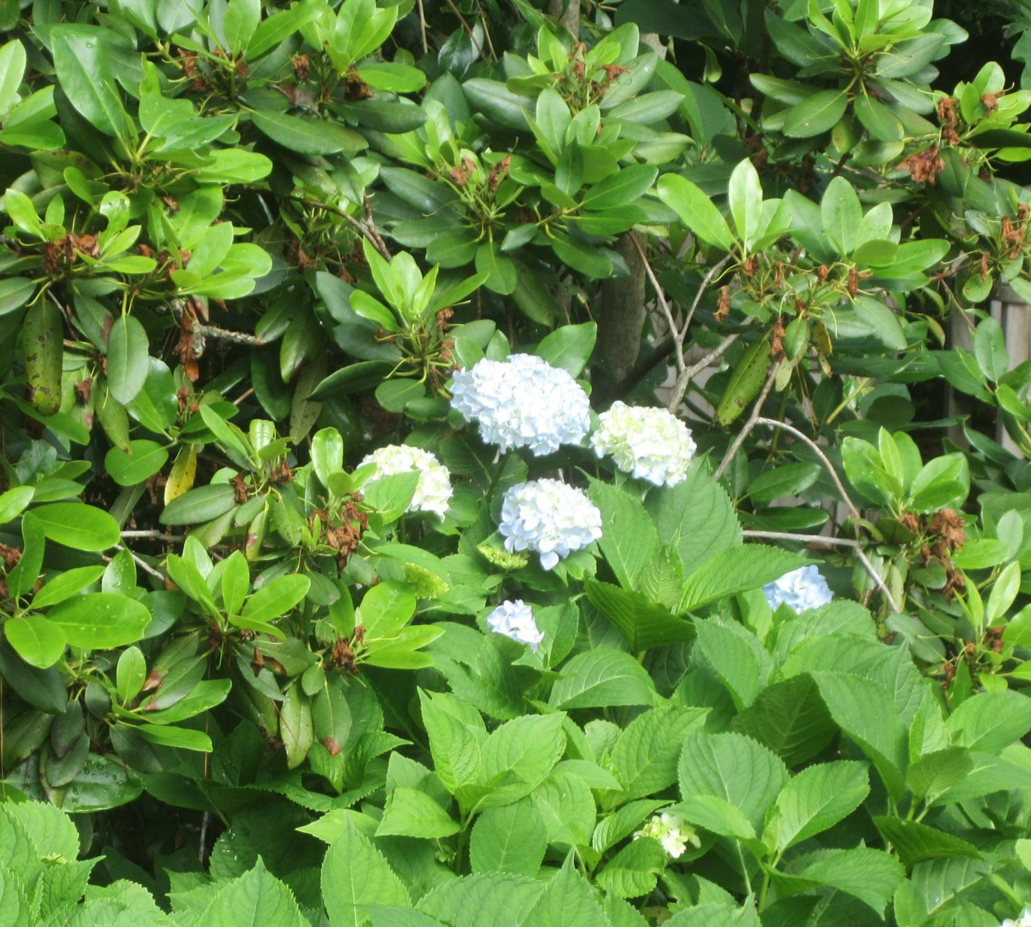 Hydrangea macrophylla 'Nikko Blue' - Mophead Hydrangea