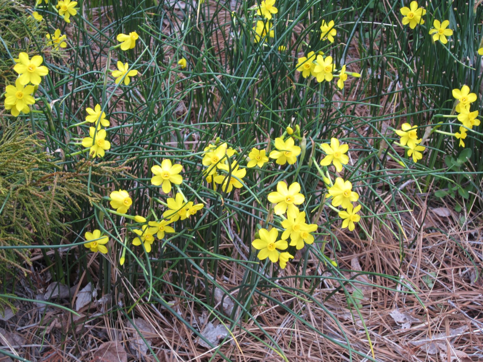 Narcissus jonquilla - jonquil daffodil
