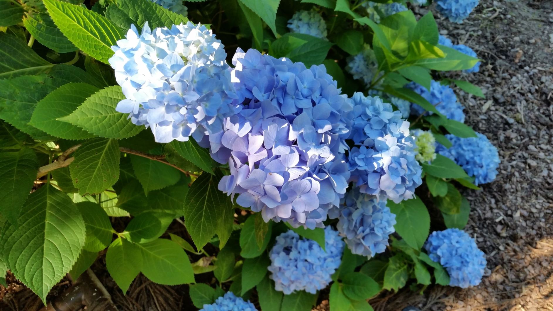 Hydrangea macrophylla 'Bailmer' Endless Summer™ - bigleaf hydrangea