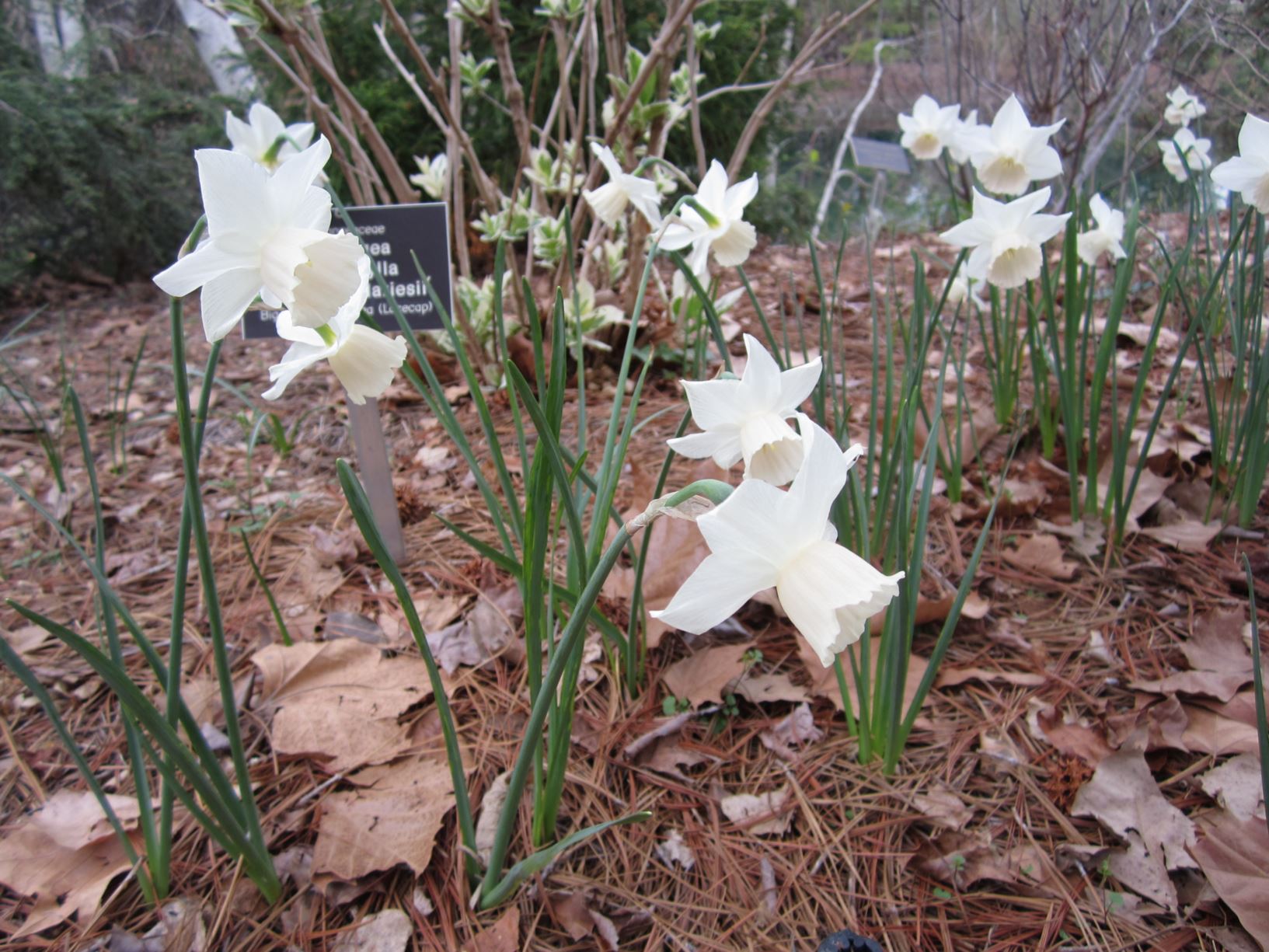 Narcissus 'Katie Heath' - triandrus daffodil