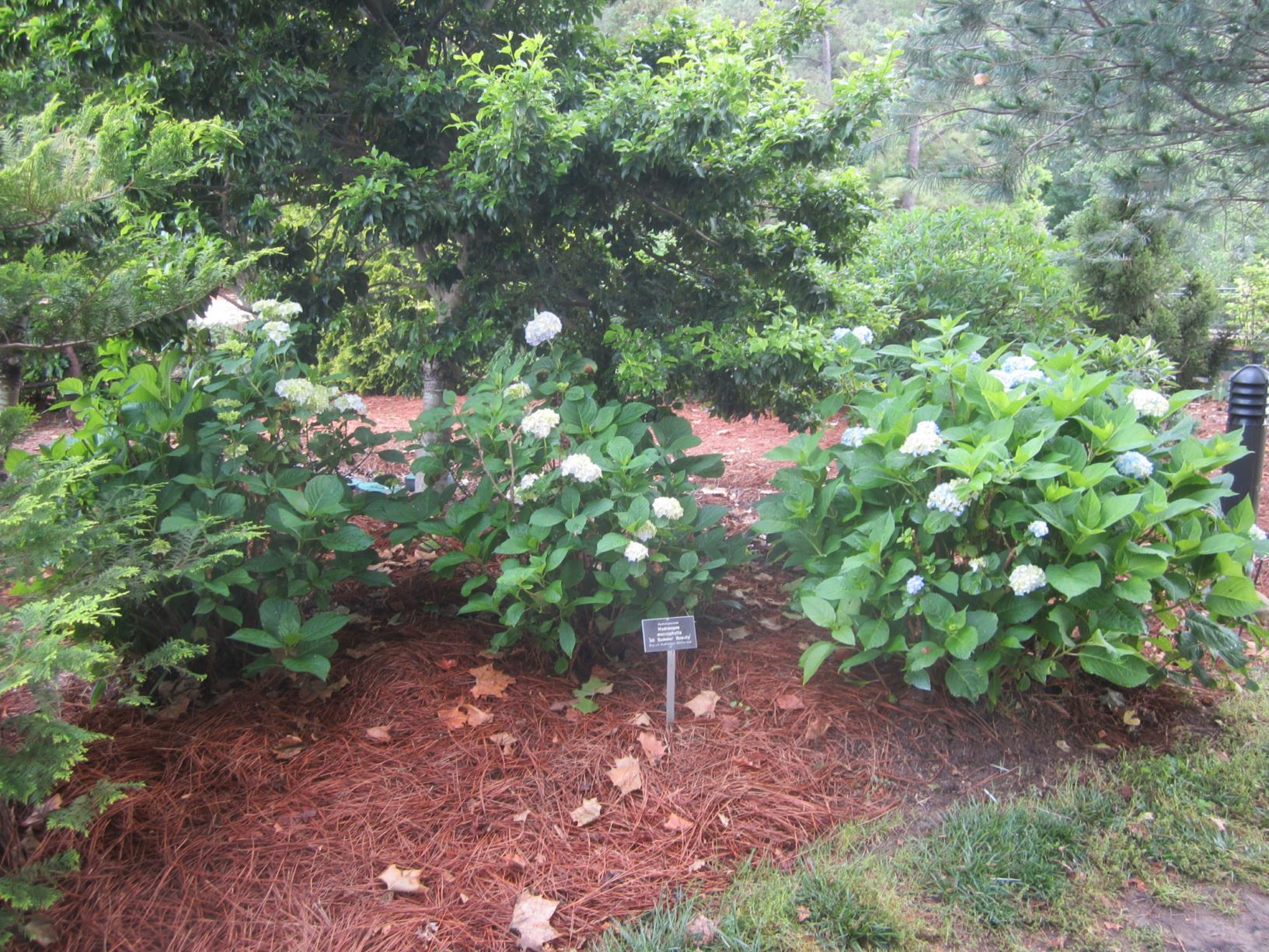 Hydrangea macrophylla 'All Summer Beauty' - hydrangea