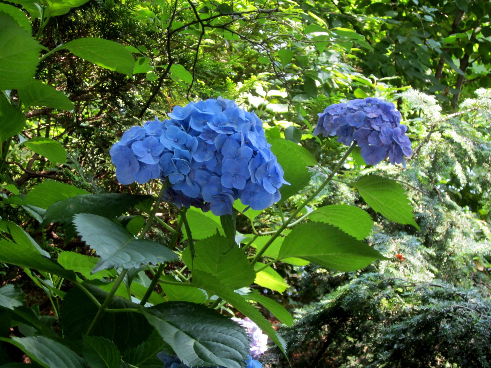 Hydrangea macrophylla 'Altona' - bigleaf hydrangea