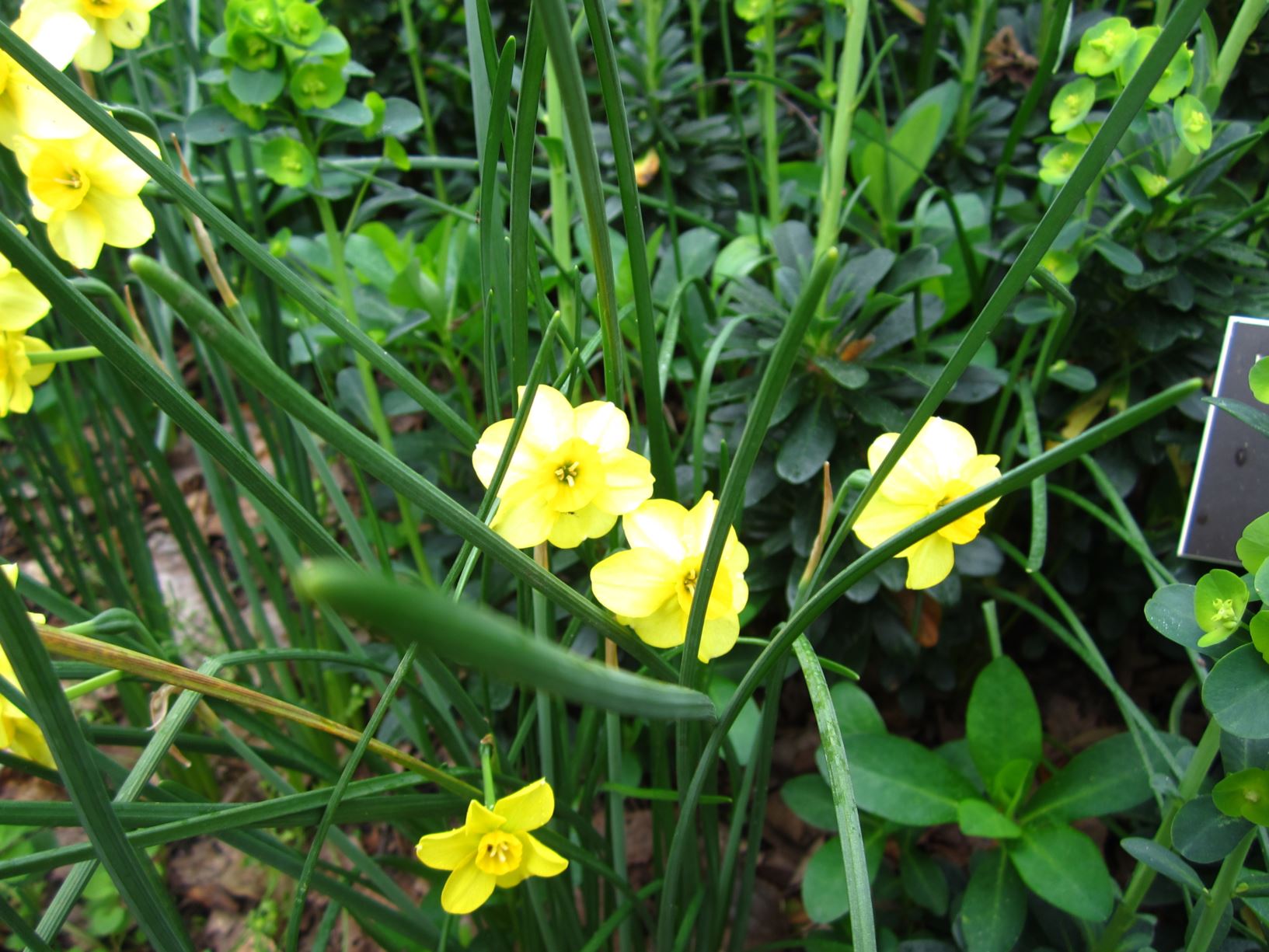 Narcissus 'Kokopelli' - jonquilla daffodil
