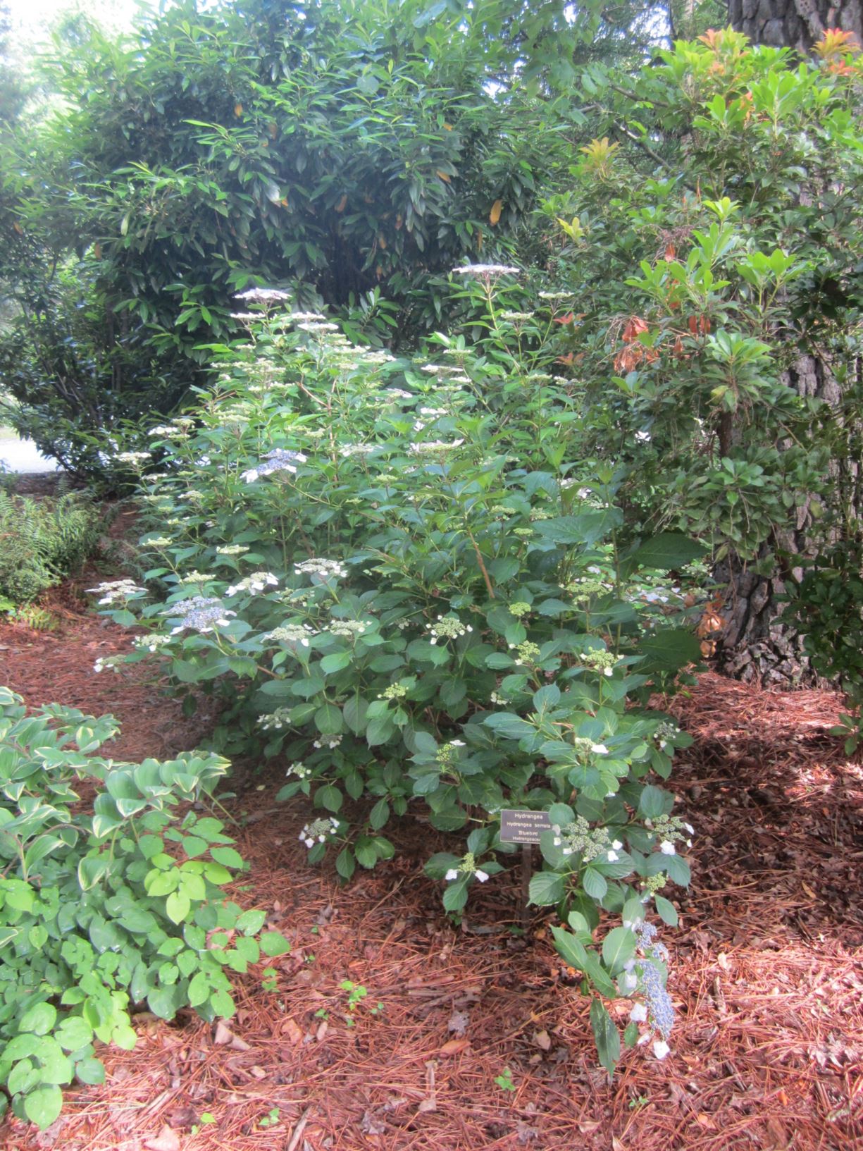 Hydrangea serrata 'Bluebird' - hydrangea