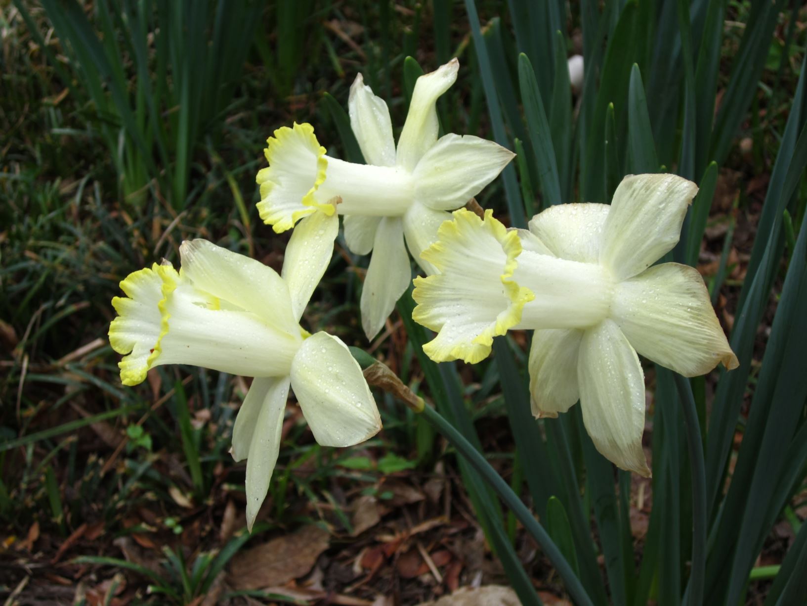 Narcissus 'Lemon Glow' - trumpet daffodil