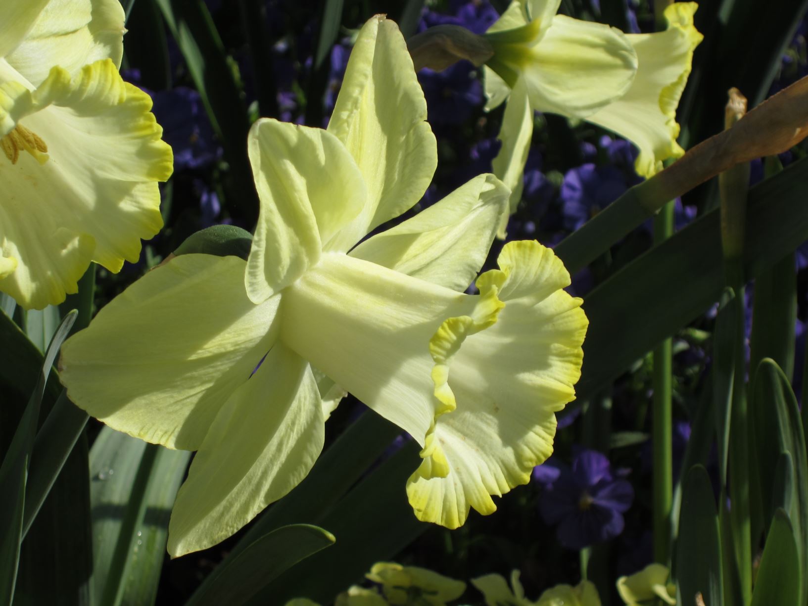 Narcissus 'Lemon Lyric' - large-cupped daffodil
