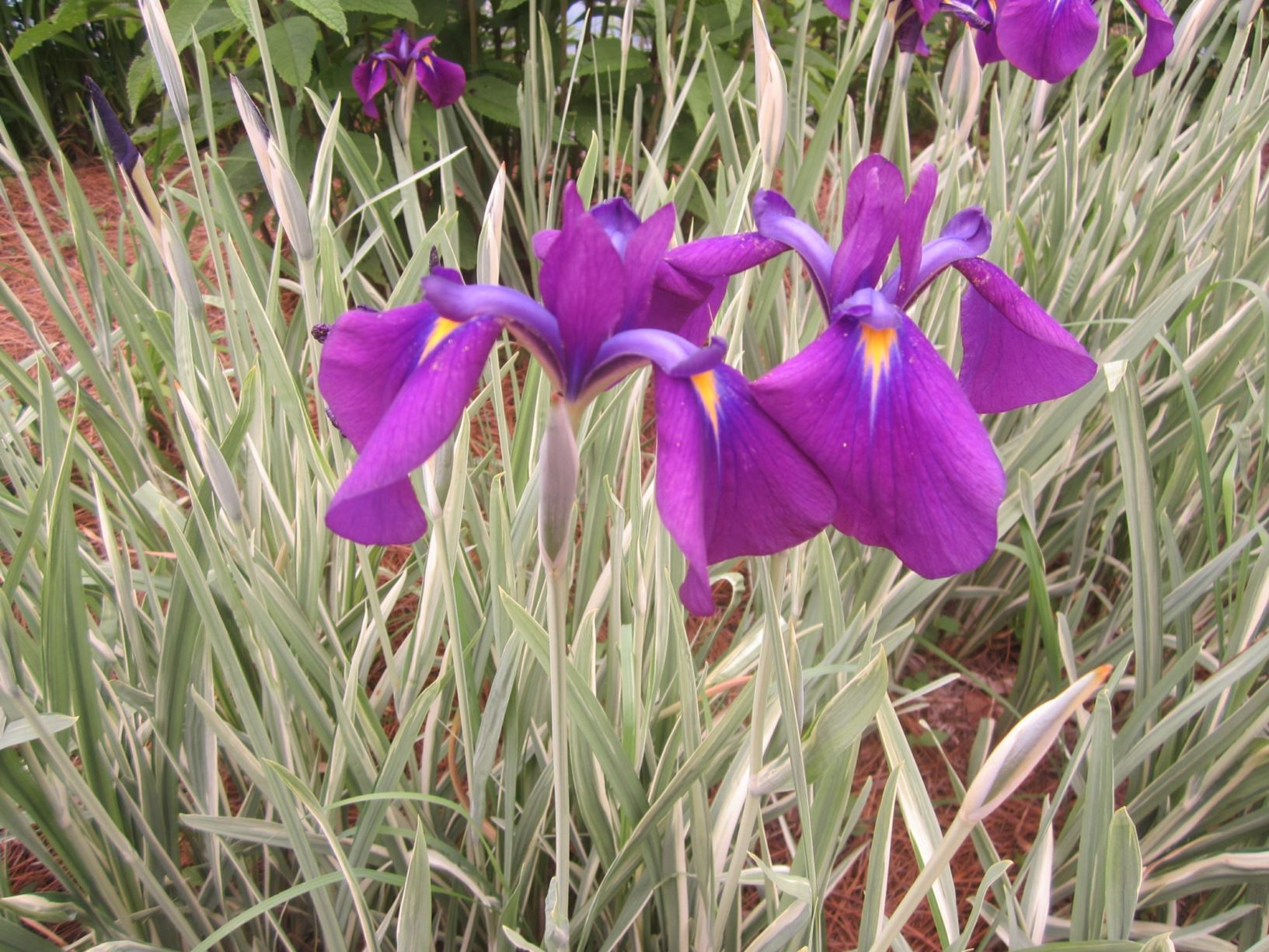 Iris ensata 'Silverband' - japanese iris